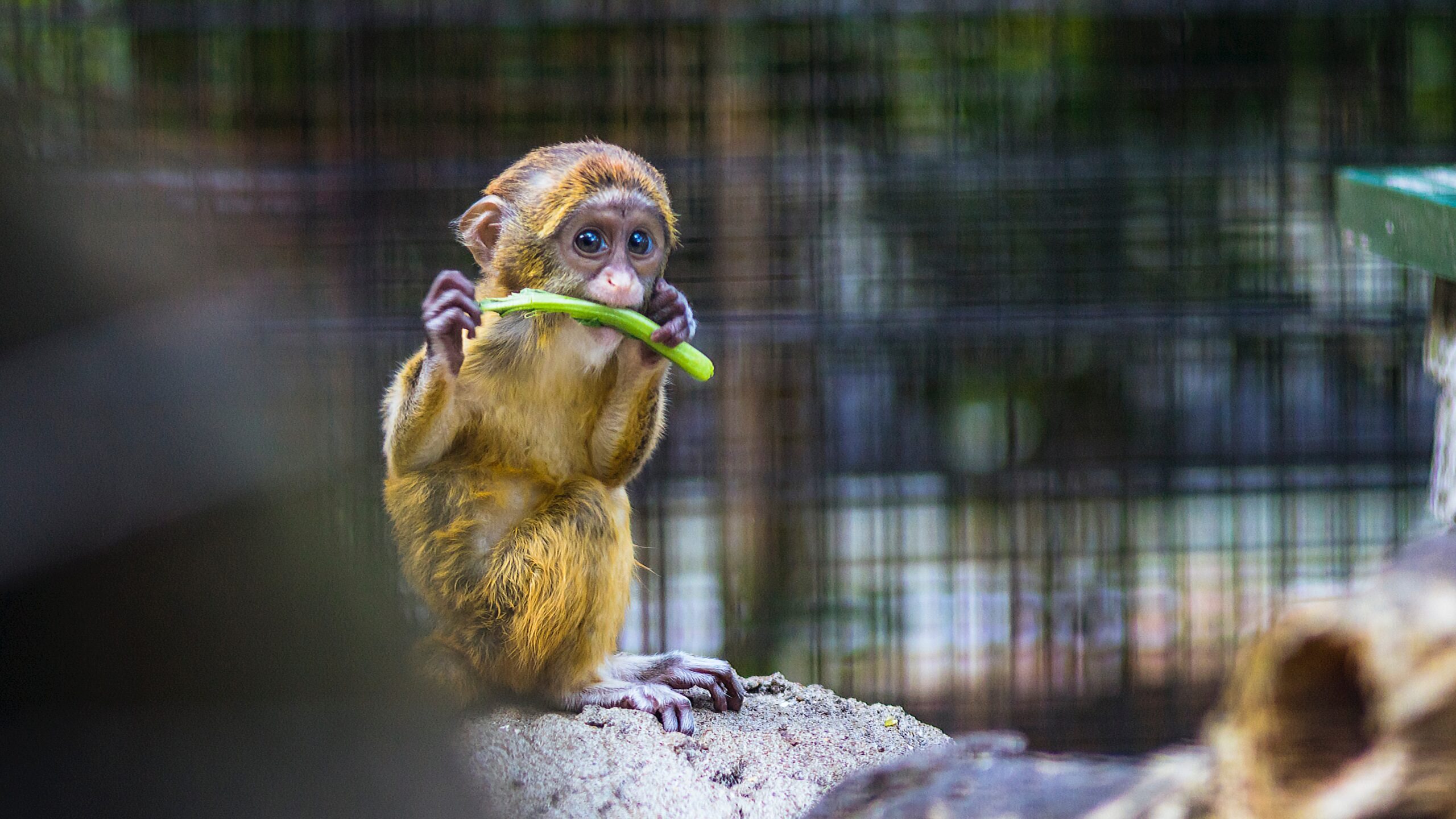 What if I see animals exhibited in poor conditions?